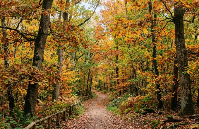 Ou se promener en foret dans le Nord ? Top 10 des forets